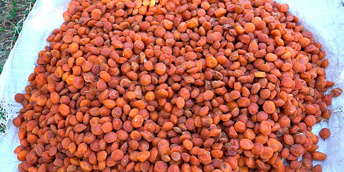 Баткенский абрикос: за что этот сорт так полюбили за рубежом?