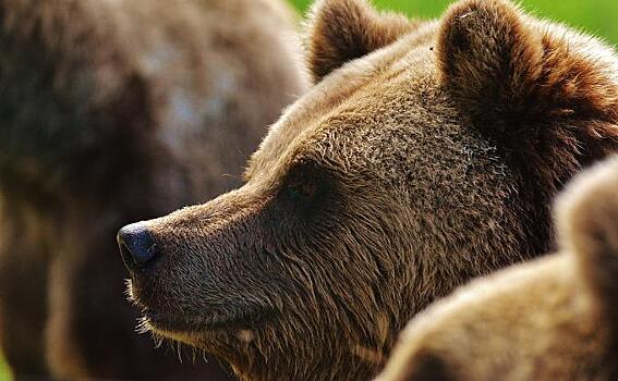 Время «развода» белых и бурых медведей установили ученые СО РАН