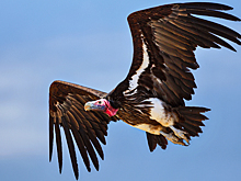 Почему животные-падальщики не травятся из-за поедания останков