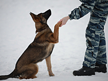 Студенты Курганского госуниверситета познакомились с четвероногими «сотрудниками» Центра кинологической службы регионального УМВД