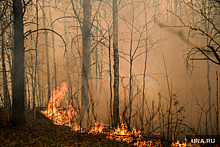 Глава Общественного совета при Минприроды рассказал о подготовке к новым лесным пожарам