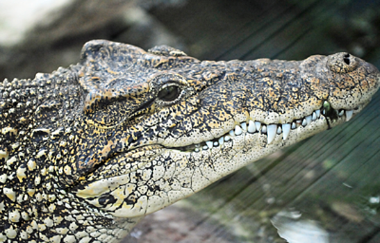 На Кубе 10 крокодилов редкого вида выпустили в болото Сапата
