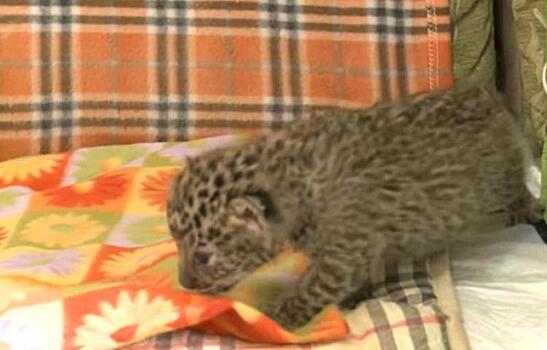 Котенка леопарда из приморского зоопарка начала вскармливать собака