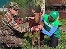 Новорожденного лосенка-сироту спасли в Воскресенском районе