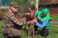 Новорожденного лосенка-сироту спасли в Воскресенском районе