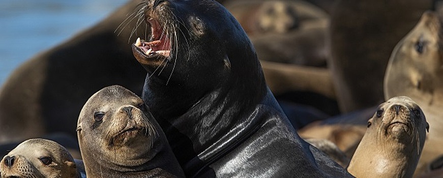 В Калифорнии морские львы проявляют агрессию из-за удобрений и стирального порошка