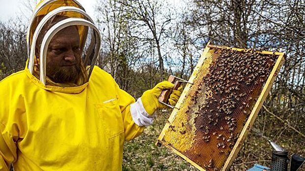 Комитет Госдумы поддержал законопроект о пчеловодстве