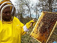 Комитет Госдумы поддержал законопроект о пчеловодстве