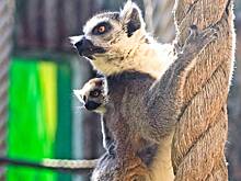 Детеныши кошачьих лемуров родились в Московском зоопарке