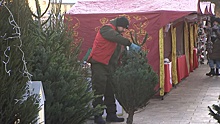 Новый Год под санкциями: что происходит с ценами на праздничные елки в России