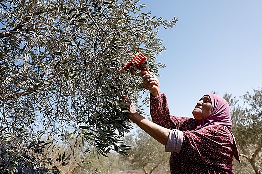 AFP: Рост насилия на Западном берегу Иордана нарушает сбор урожая оливок