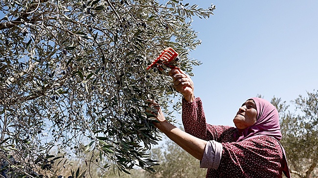 AFP: Рост насилия на Западном берегу Иордана нарушает сбор урожая оливок