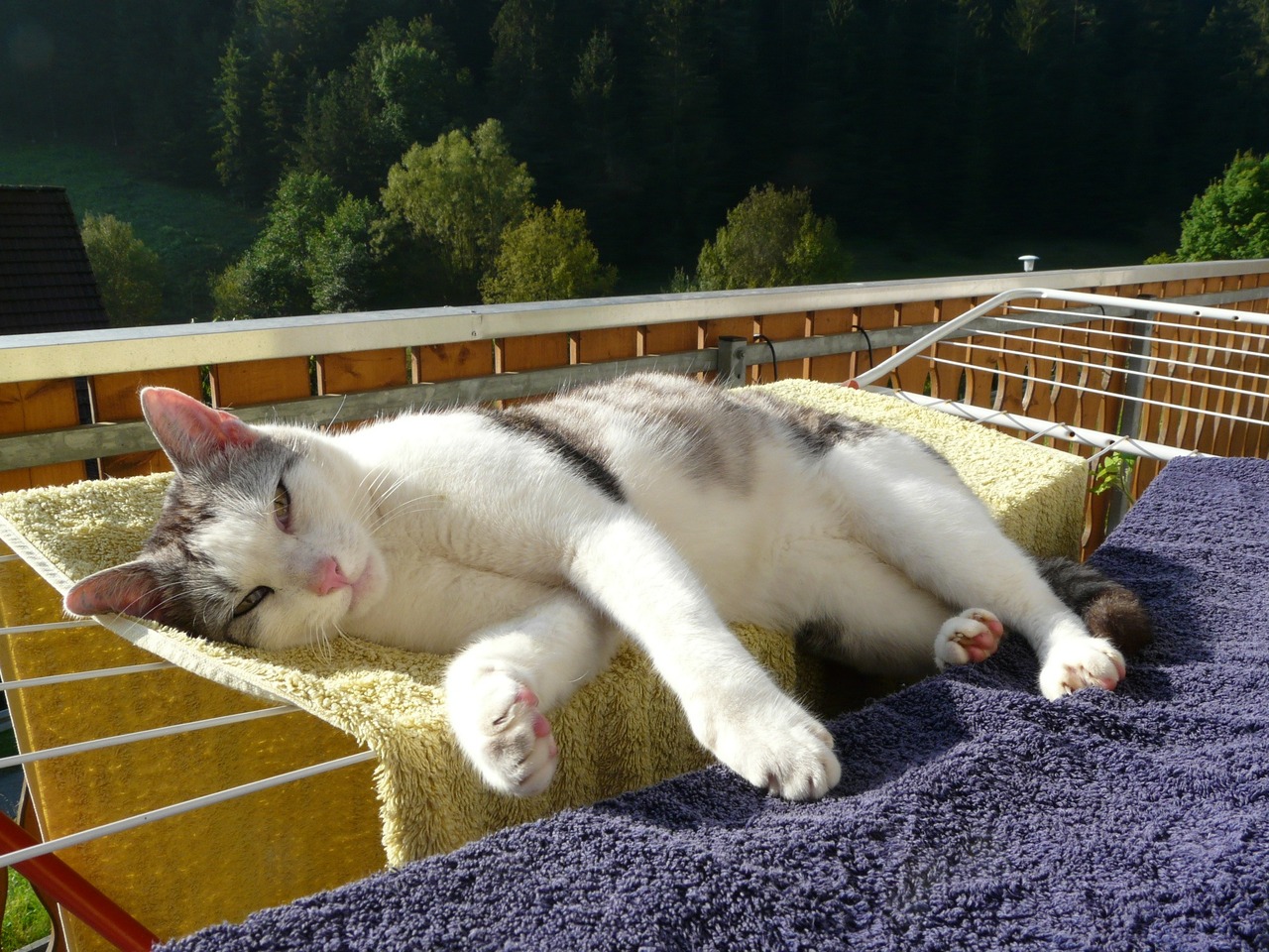 Расслабься отдыха. Кот отдыхает. Отдыхающий котик. Коты расслабляются. Расслабленный кот.