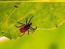 Роспотребнадзор обнаружил новый передающийся от клещей вирус