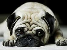 Большинство смертей животных при перевозке в США приходится на компанию United Airlines