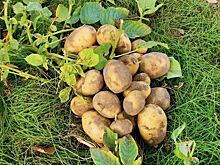 Чем перекись водорода может быть полезна для картофеля