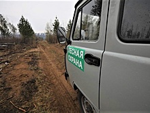 В Новосибирской области прокуратура добилась погашения долга по зарплате перед сотрудниками лесхоза