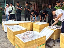 Сотни замороженных кошек конфисковали у вьетнамского водителя