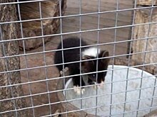 Соболи в парках, сказки Тукая детям и видео с внуками: новые посты глав районов в "Инстаграме" 4 июня