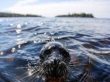 Тюлень Крошик из Петербурга снялся в кино