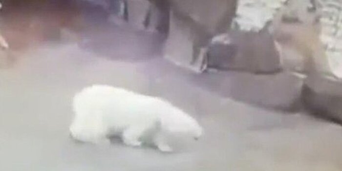 Сотрудница зоопарка спаслась от медведя с помощью веника