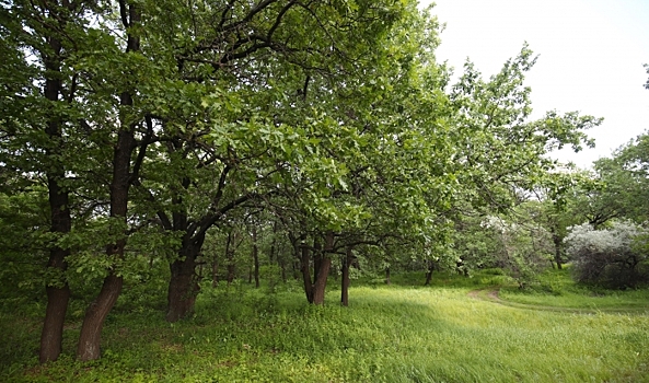 В Волгограде обсудили проблему пожирающего деревья жука