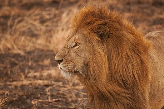 Атака львов: как выжить в сафари в Африке