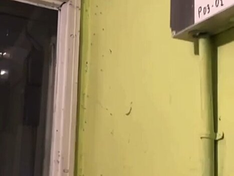 Эксперт рассказал, почему комары не исчезают в Москве с наступлением холодов