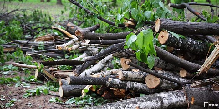 На парковке по Хорошевскому шоссе обрезали ветки