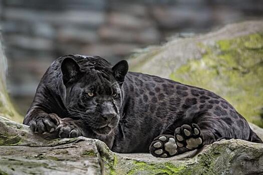 Сделан второй в истории снимок черного леопарда