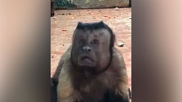 Как две капли воды похожую на человека обезьяну нашли в китайском зоопарке