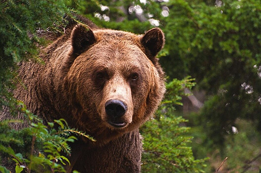 Пьяный медведь с балалайкой: Россия ищет новые скрепы