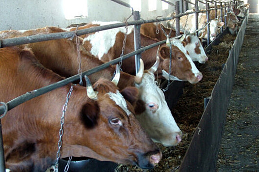 Сенатор: систему госзакупок молочной продукции необходимо оградить от контрафактной продукции