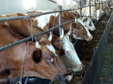 Сенатор: систему госзакупок молочной продукции необходимо оградить от контрафактной продукции