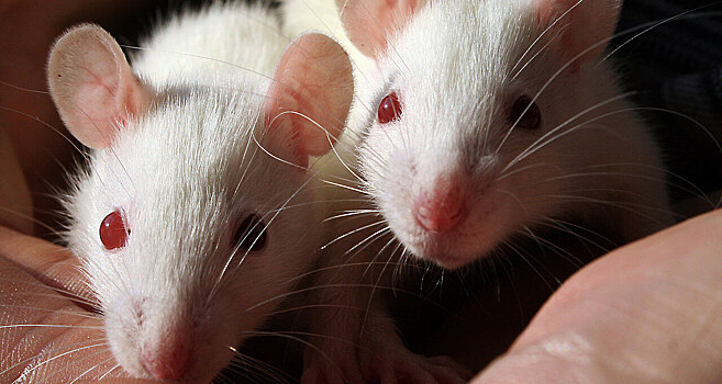 Человеческую мини-печень успешно пересадили крысам