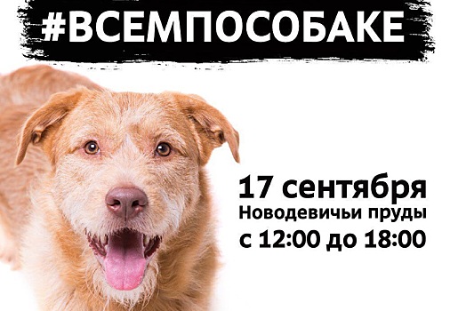 Всем по собаке! В Москве пройдет третья выставка-раздача питомцев из приютов
