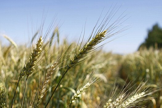 Аграрии ЦФО приготовились к рекордным убыткам