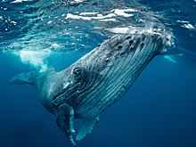 Спасти китов: воронежский проект Save Whales одержал победу на Webby Awards