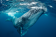Спасти китов: воронежский проект Save Whales одержал победу на Webby Awards