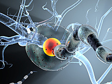 Нейробиологи научились лечить рассеянный склероз