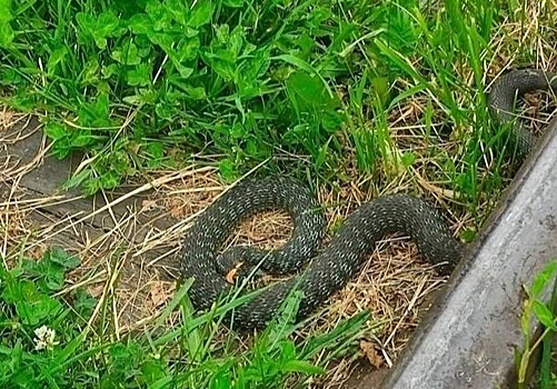 Житель Анжеро-Судженска обнаружил крупную змею на своем участке