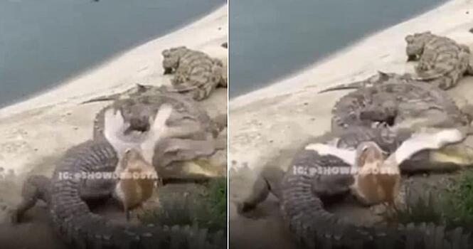 Удачливая утка чудом уцелела, проложив свой маршрут по двум крокодилам - видео