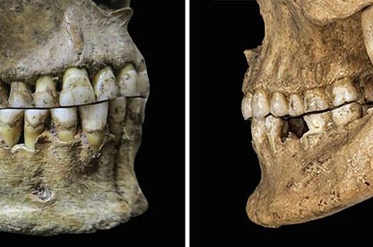 Происхождение звуков «v» и «f» связали с диетой древних людей