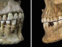 Происхождение звуков «v» и «f» связали с диетой древних людей