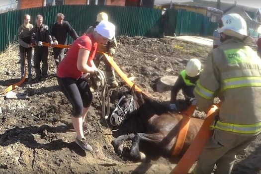 В Майской Горке спасли лошадь, оказавшуюся заложницей ямы на дороге