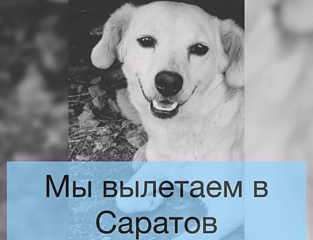 Зоозащитники из Москвы едут в Саратов, чтобы наказать съевших собаку живодеров