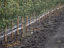 Ставрополье поможет Белоруссии в закладке интенсивных яблоневых садов