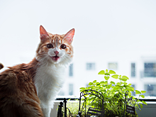 Почему коты ловят кайф от валерьянки