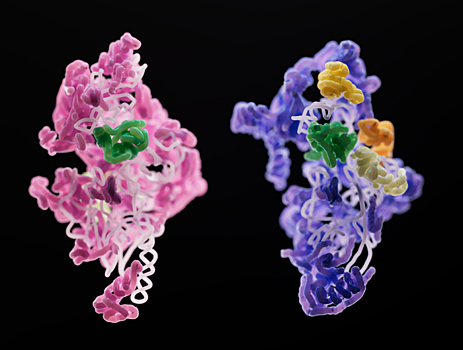 Ученые получили 3D-фото митохондриальных рибосом