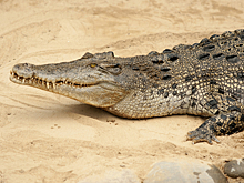 Крокодил утащил женщину в реку во время купания на глазах у односельчан